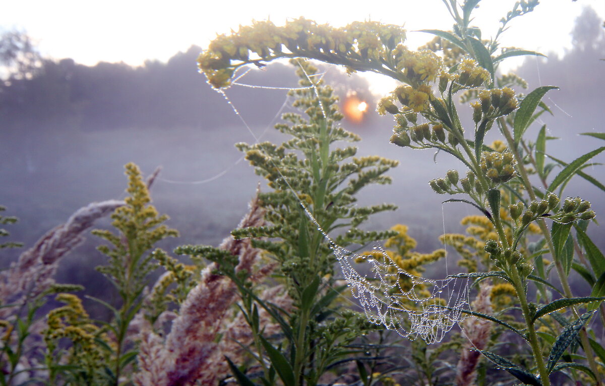 Царицыно 10 сентября - Михаил Бибичков