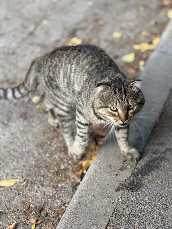 Брутальный кот - Максим 