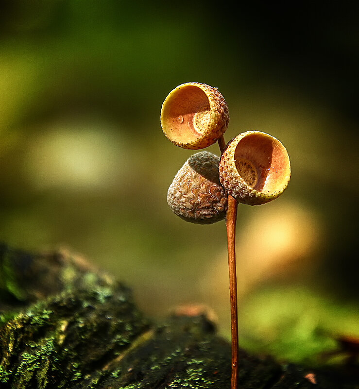 Лесной этюд - Андроник Александр 