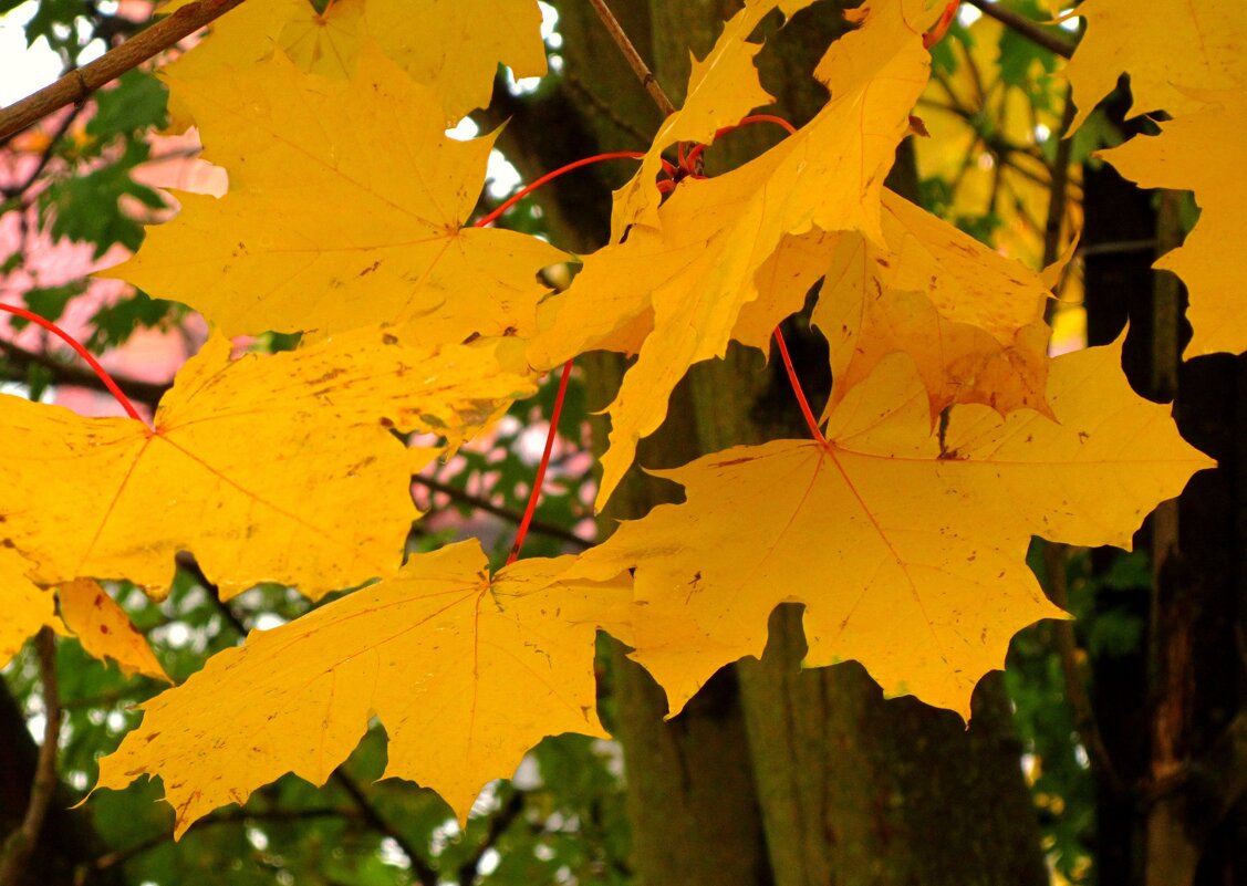Желтый лист кленовый - Сергей Карачин