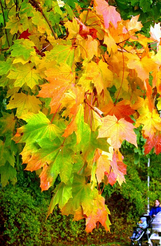 Красавец-клен - Сергей Карачин