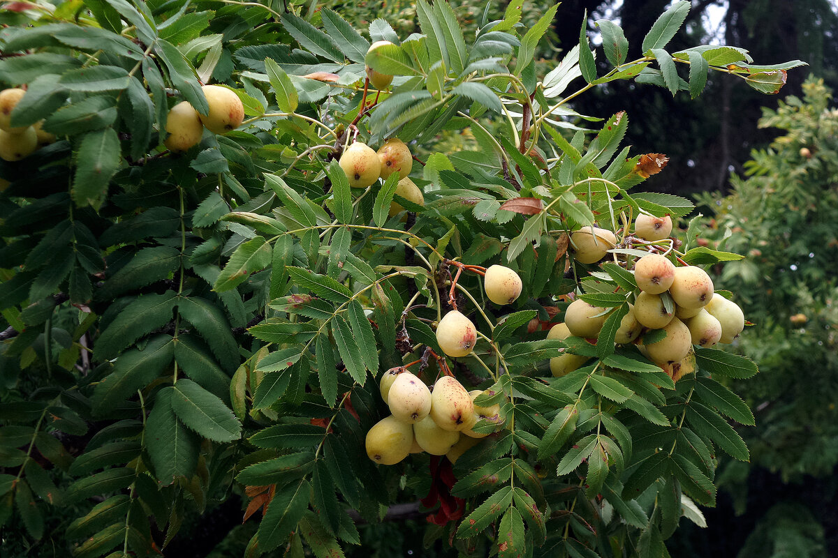 рябина крупноплодная - Ольга 