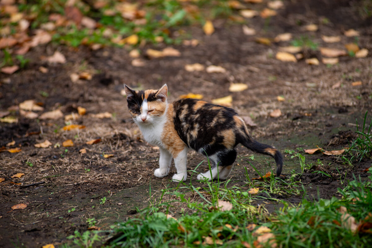 Окрас под опавшую листву - Владимир Иванович