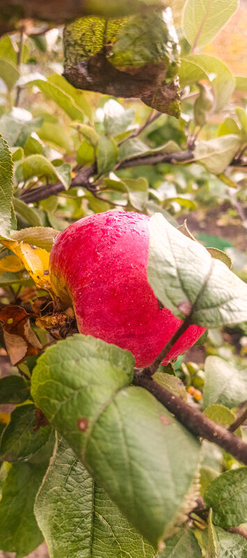 Осенние вкусы - Леонид Абросимов