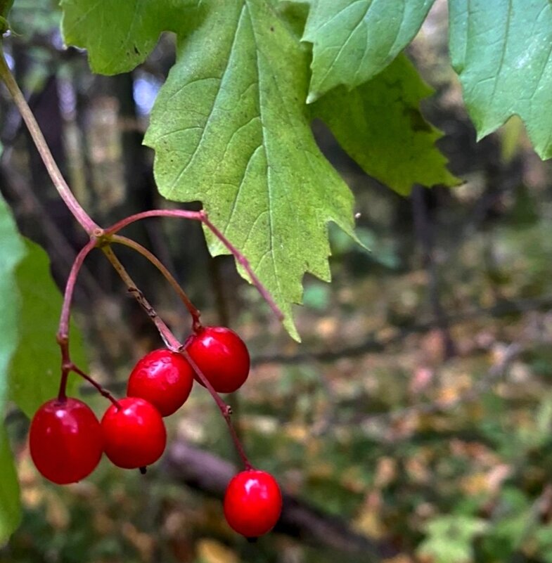 Веточка калины - светлана льдокова