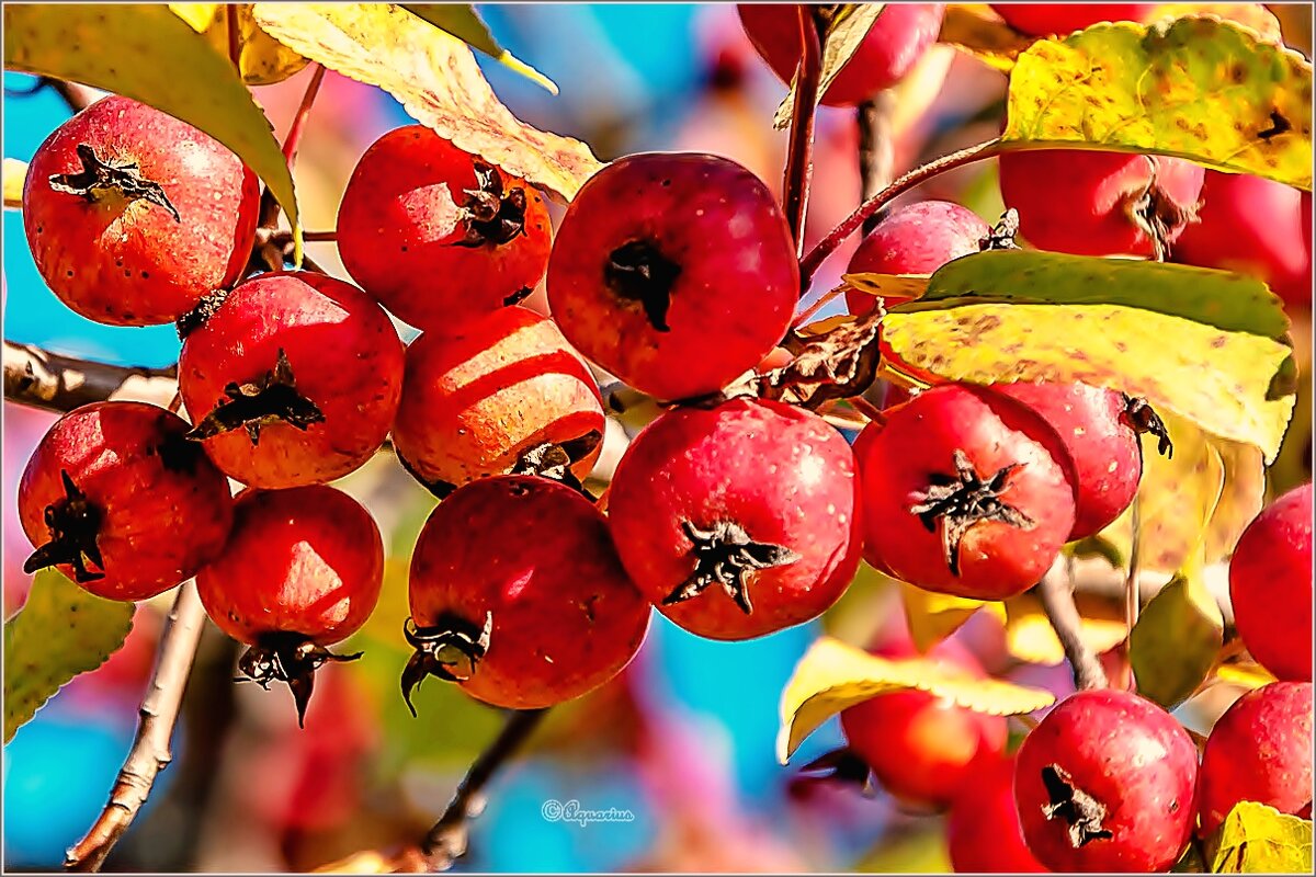 Сентябрь... - Aquarius - Сергей