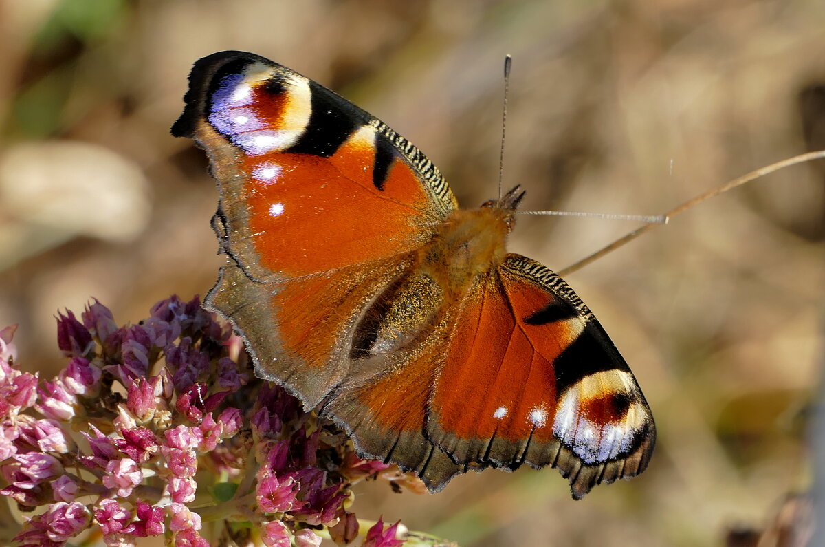 опять про бабочек 13 - Александр Прокудин