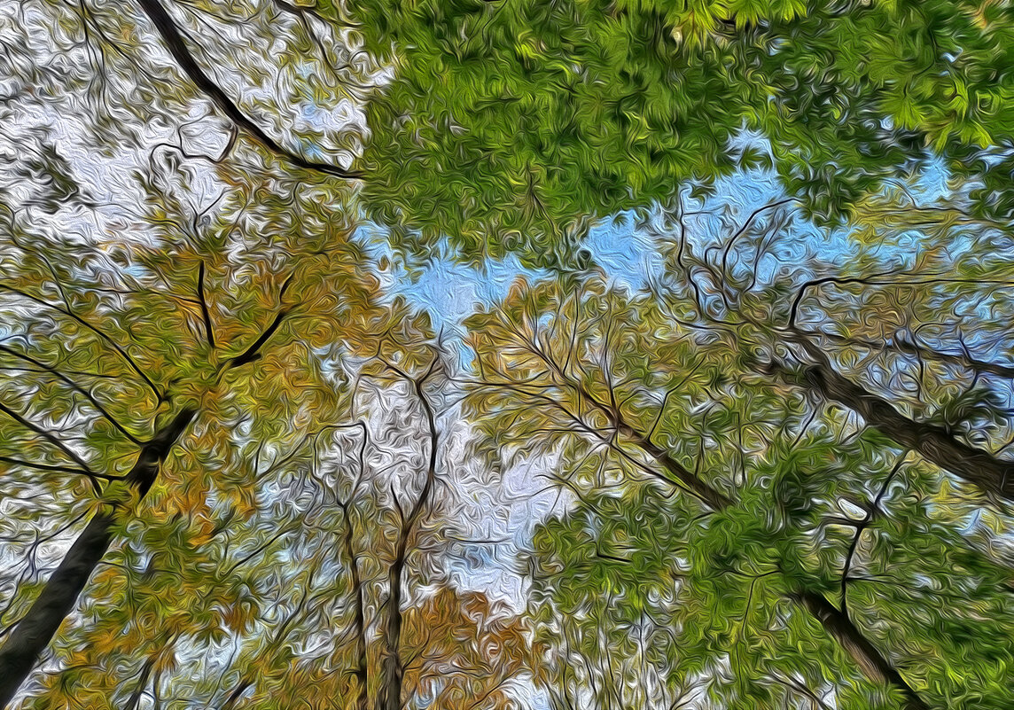 Дерева вы мои, дерева... - Валентина Нефёдова Дерева вы мои, дерева... - Валентина Нефёдова