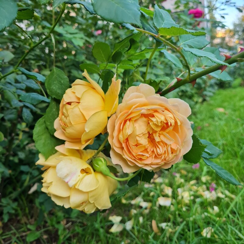 сентябрь - Татьяна ТБ