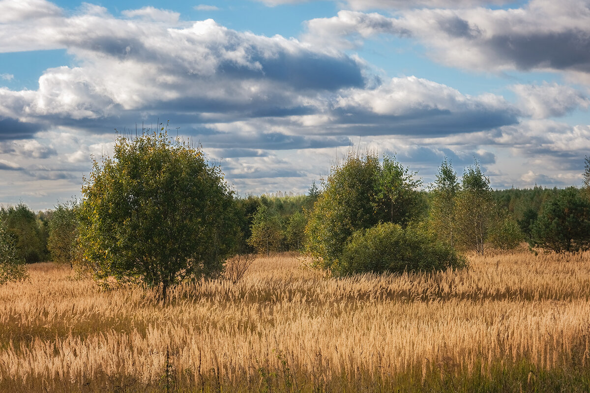 почти саванна.... - Galina 