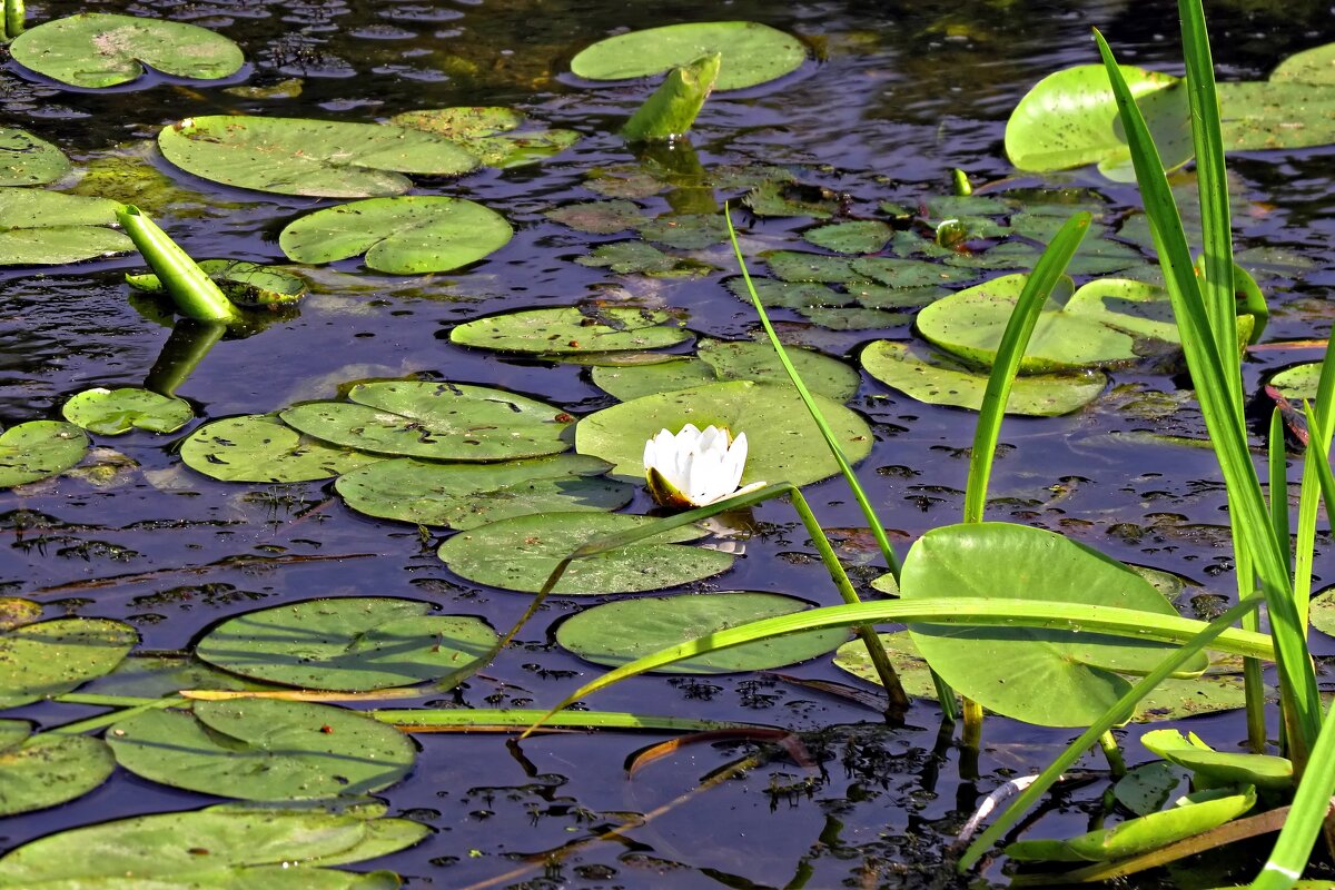 Кувшинка - Валерий Судачок