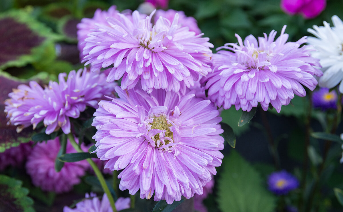 *** - Виктор Иванович Чернюк