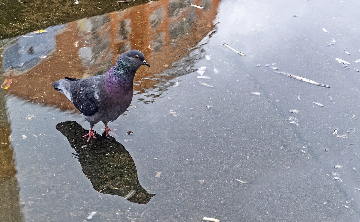 Пошлёпать по лужам - Валерий Иванович