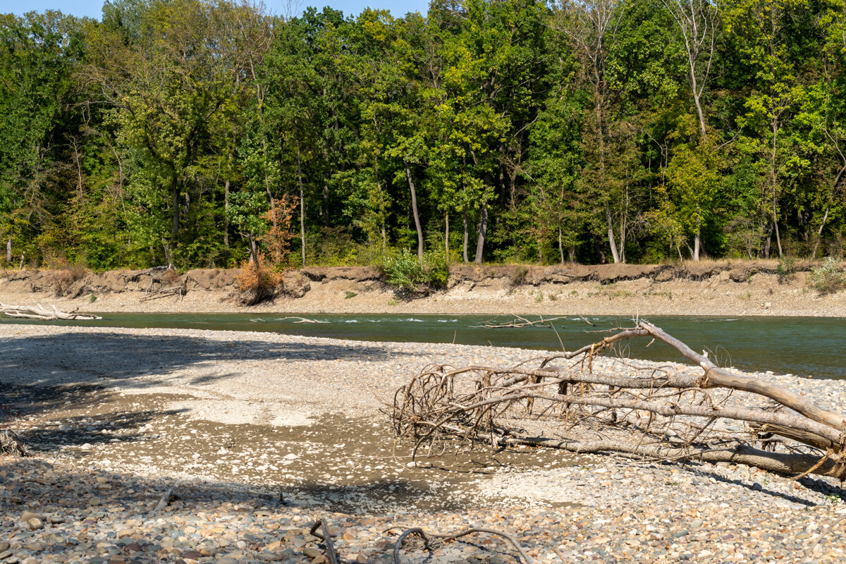 Река Кубань и деревья - Игорь Сикорский Река Кубань и деревья - Игорь Сикорский
