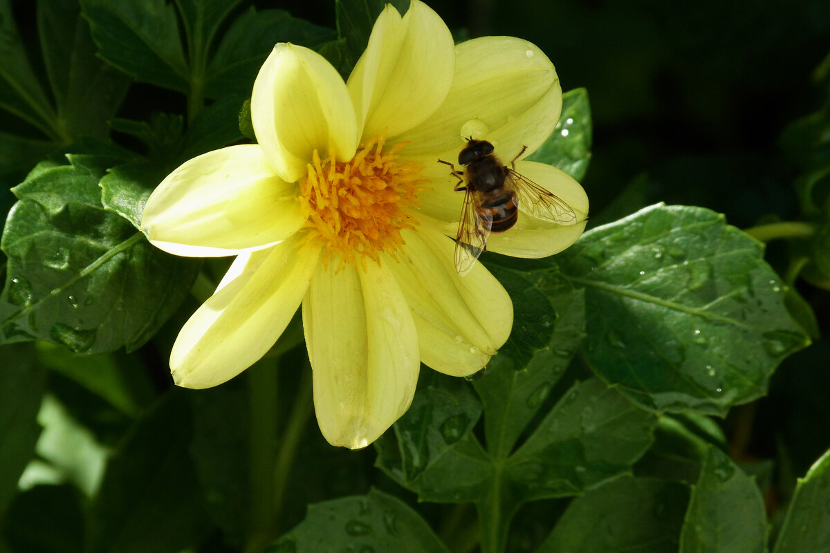 Пчеловидная муха Ильница - Валентин Семчишин Пчеловидная муха Ильница - Валентин Семчишин