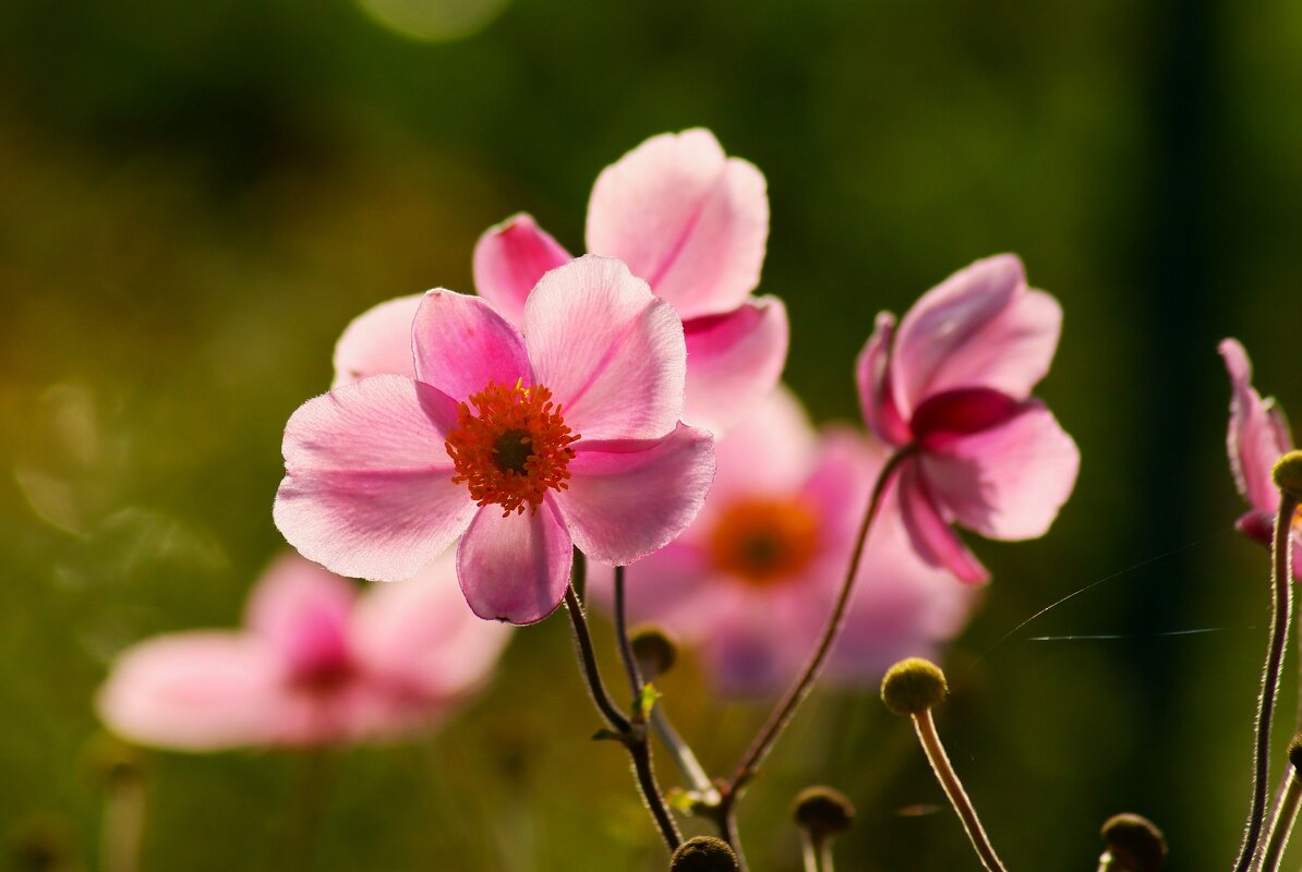 Доброе утро - Юрий. Шмаков