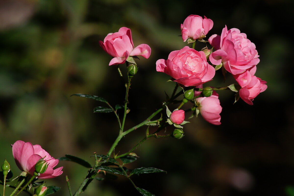 Про розы Сентября... - Николай Саржанов
