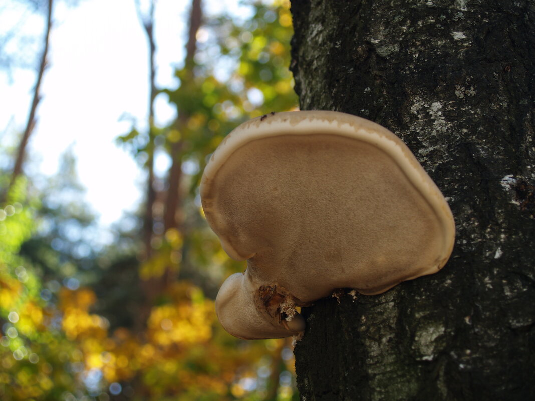 Трутовик - Дмитрий Курский 