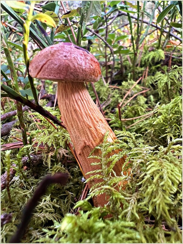 Золотистый. - Валерия Комова Золотистый. - Валерия Комова