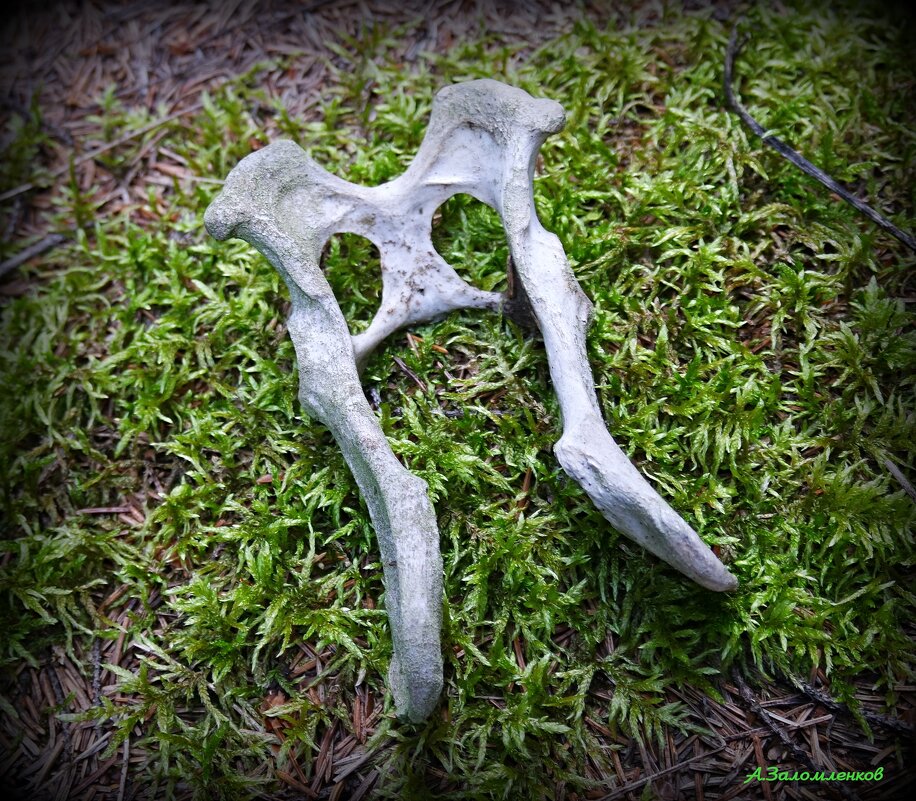 Про Ефимию и птичью костку.. :-) - Андрей Заломленков