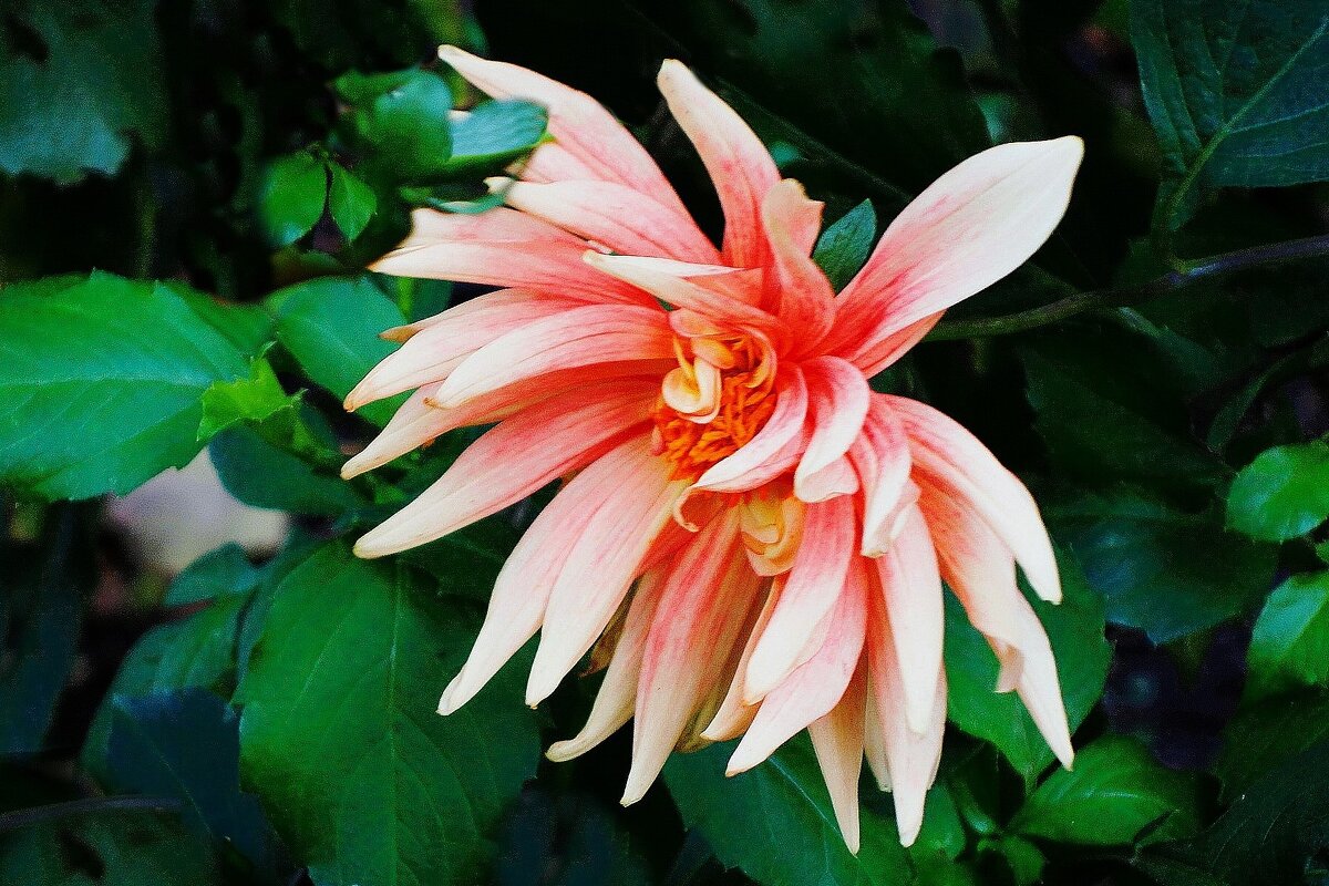 Георгина - Рита Симонова