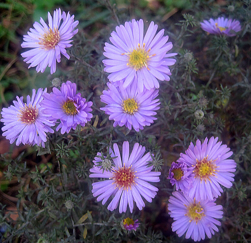 Сентябринки - Елена Семигина