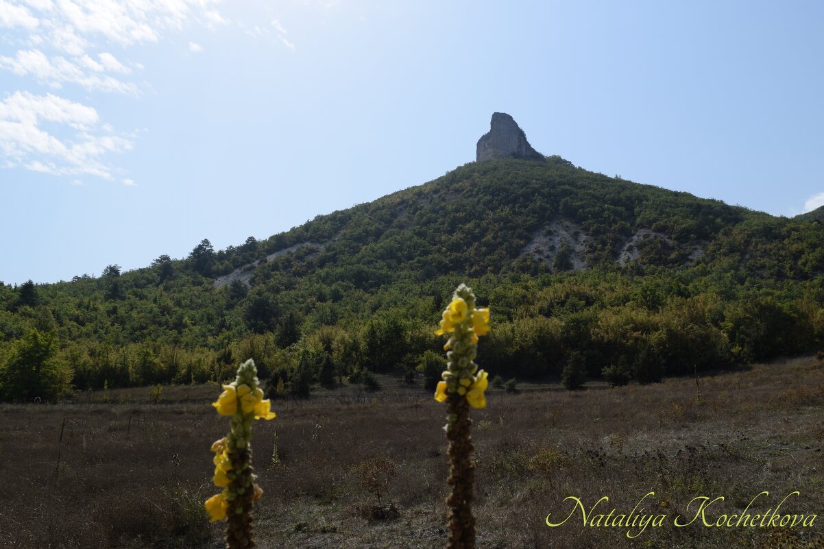 Природа Крыма - Amazing Cosmea