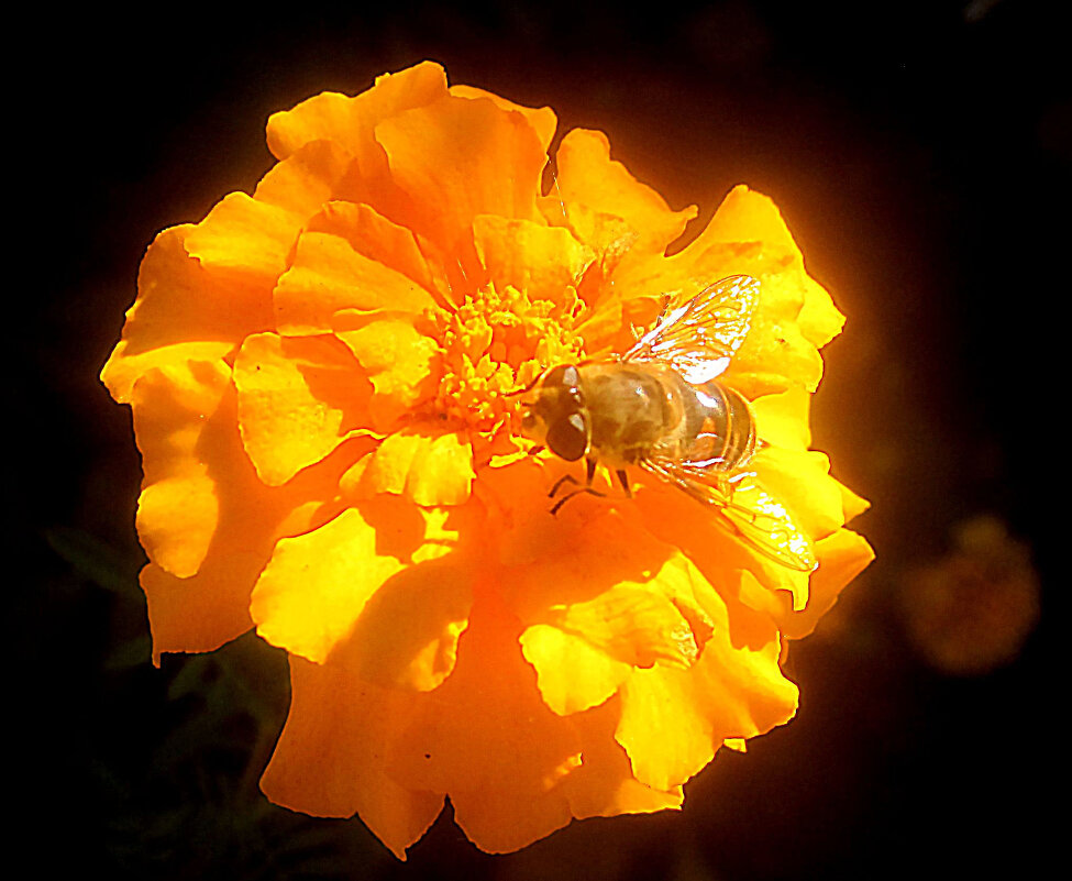 Яркое солнышко - Елена Семигина Яркое солнышко - Елена Семигина