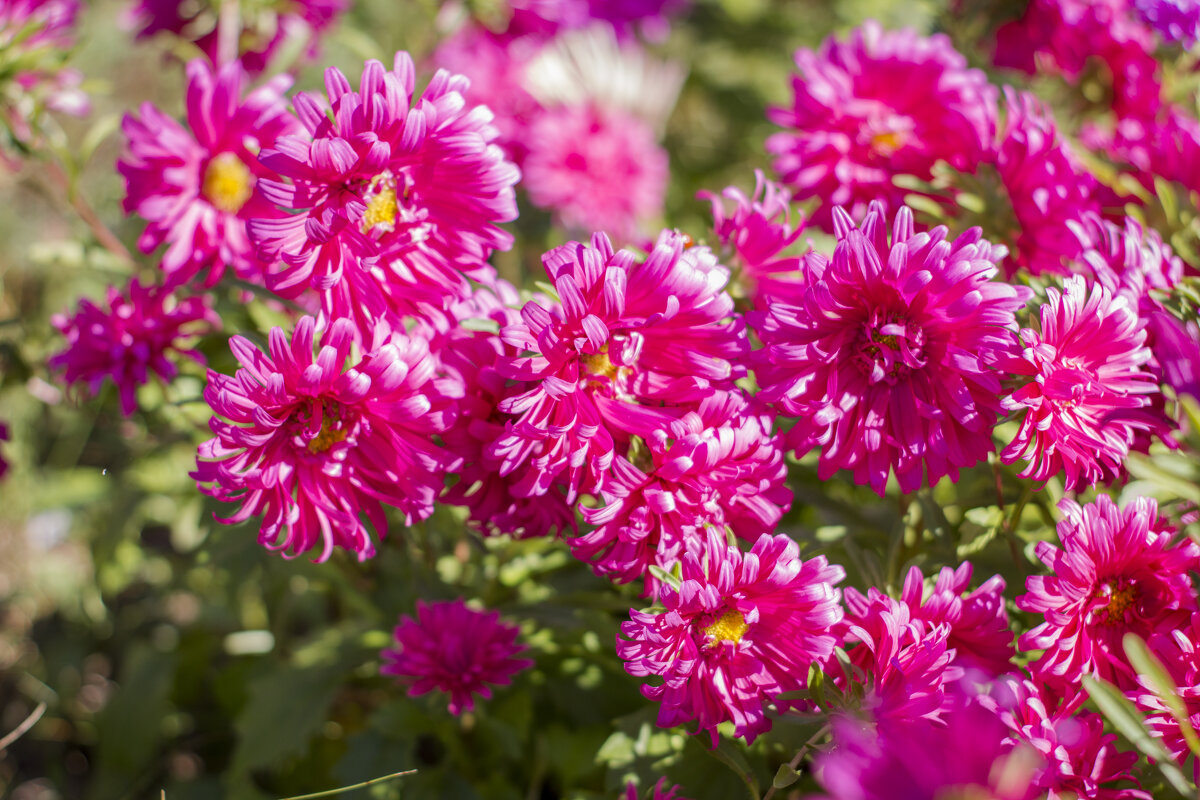 Цвет осени - Тамара Федорова