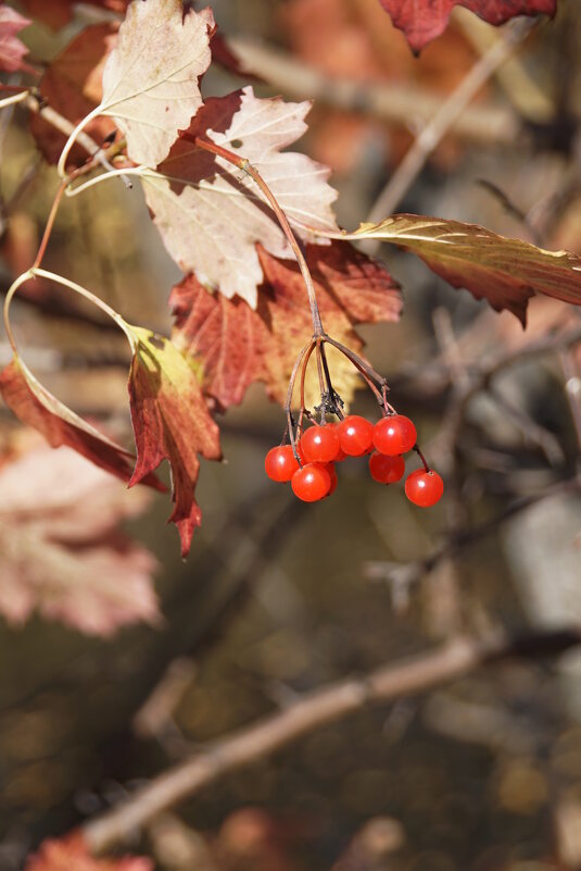 Калина - Наталия Григорьева