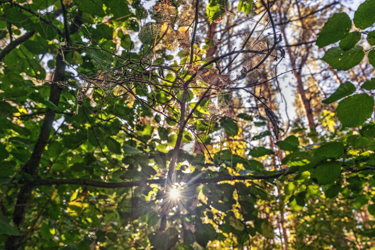 Сеть для листьев - sorovey Sol