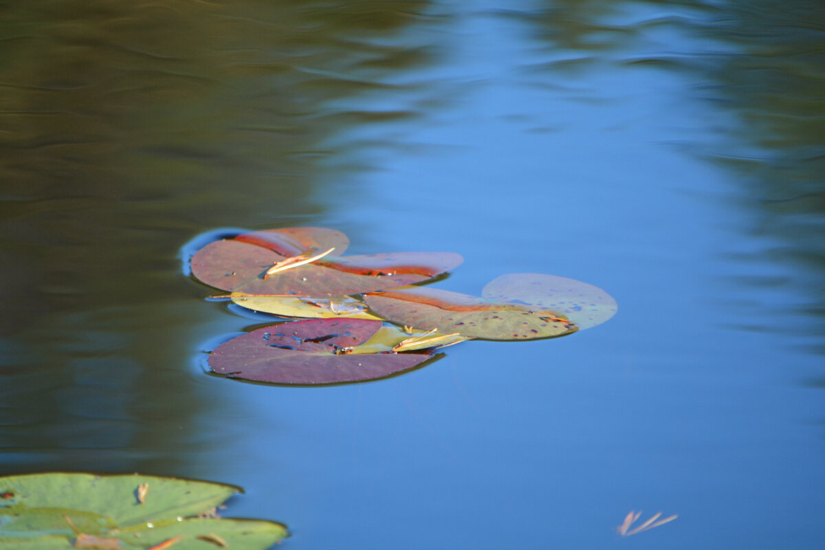 Осенняя палитра - Марина Никулина