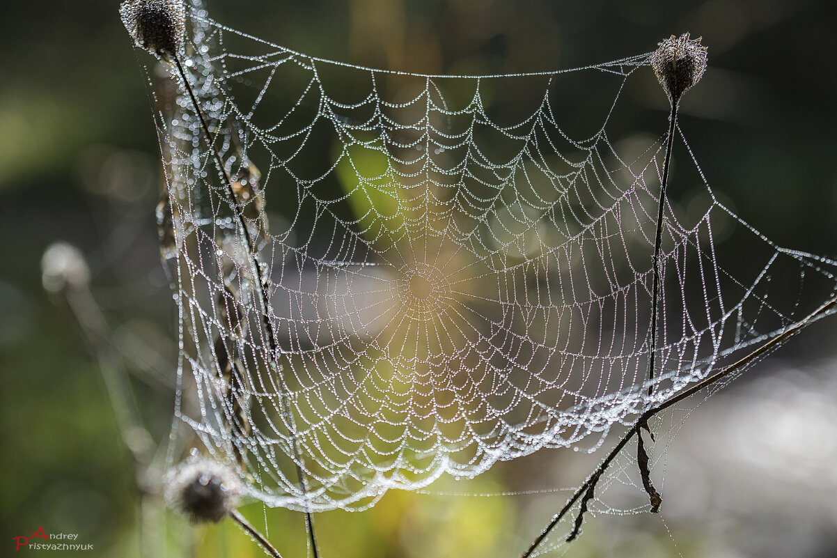 Паутинка - Андрей Пристяжнюк