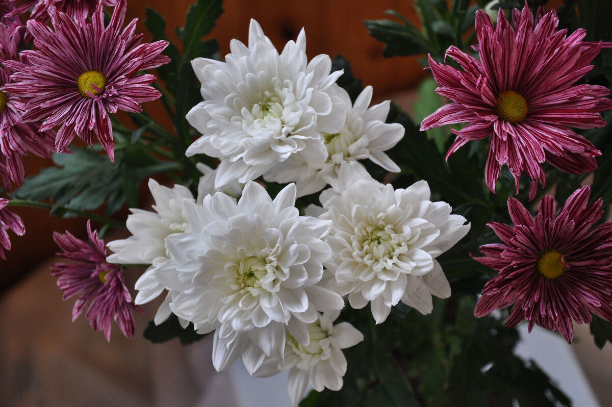 Танюша Лютаева, с Днём рождения! - Татьяна Машошина