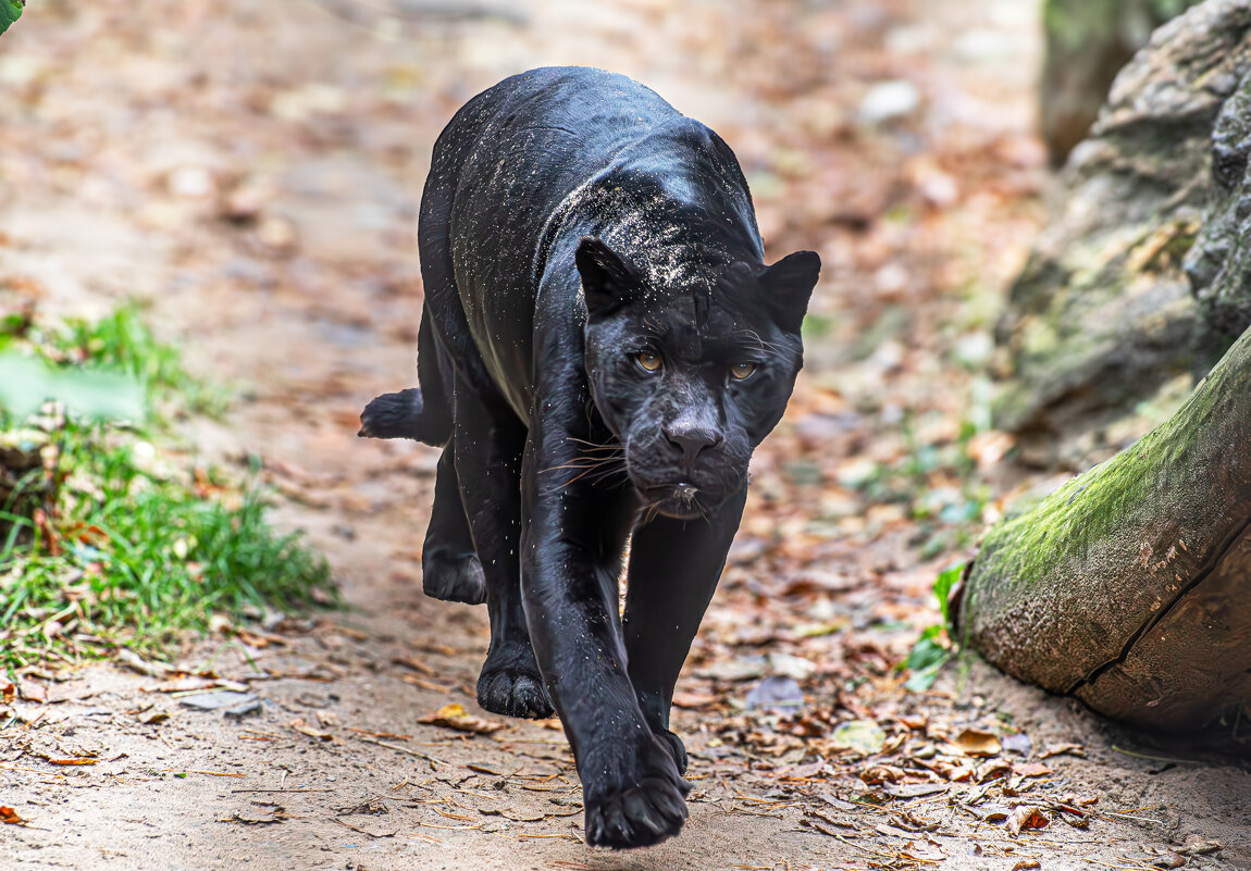 Чёрная пантера - Михаил Измайлов