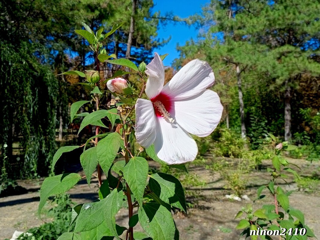 Осень в парке Октября - Нина Бутко