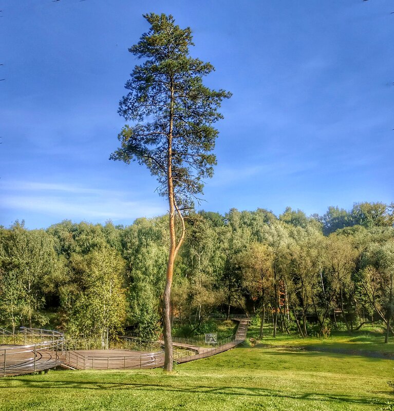 старая сосна - Валентина. . старая сосна - Валентина. .