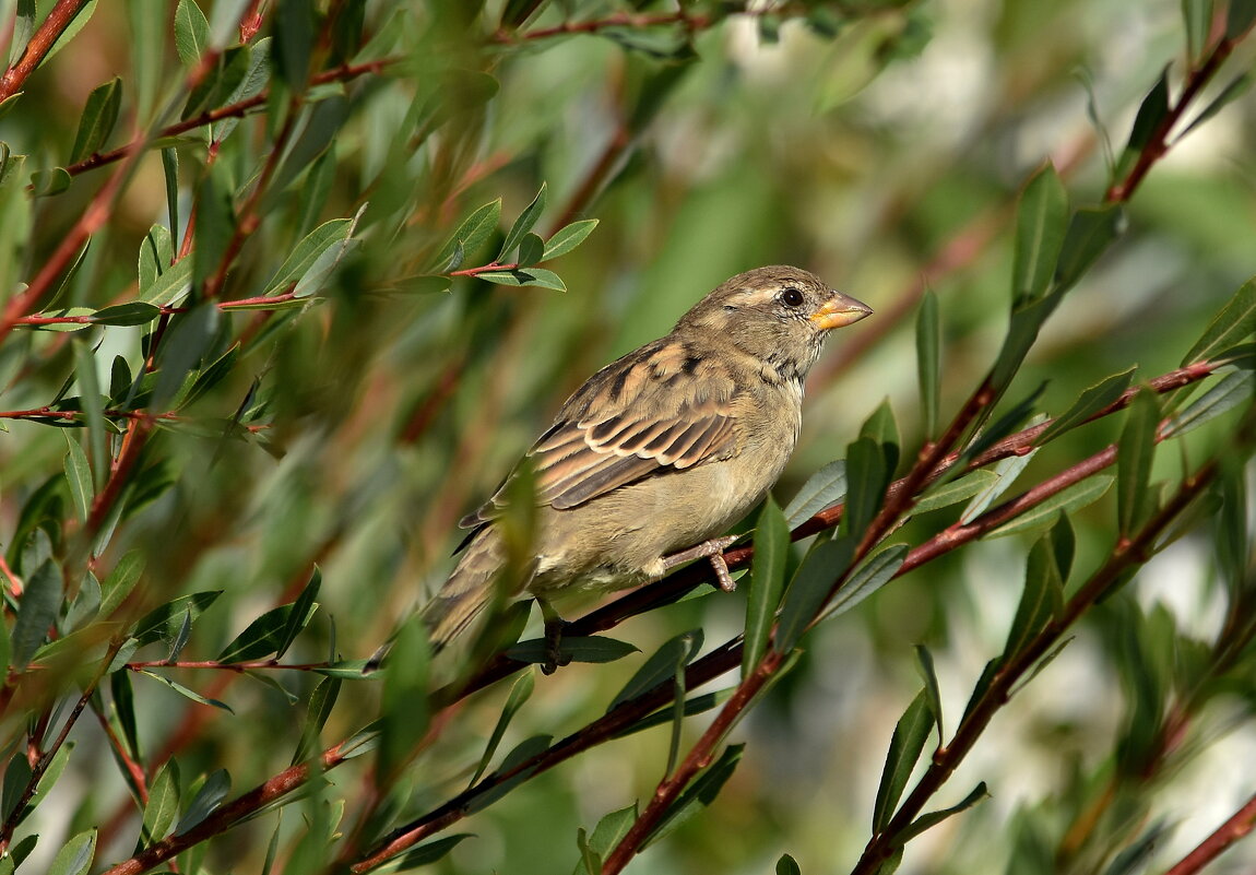Воробей. - Алексей .