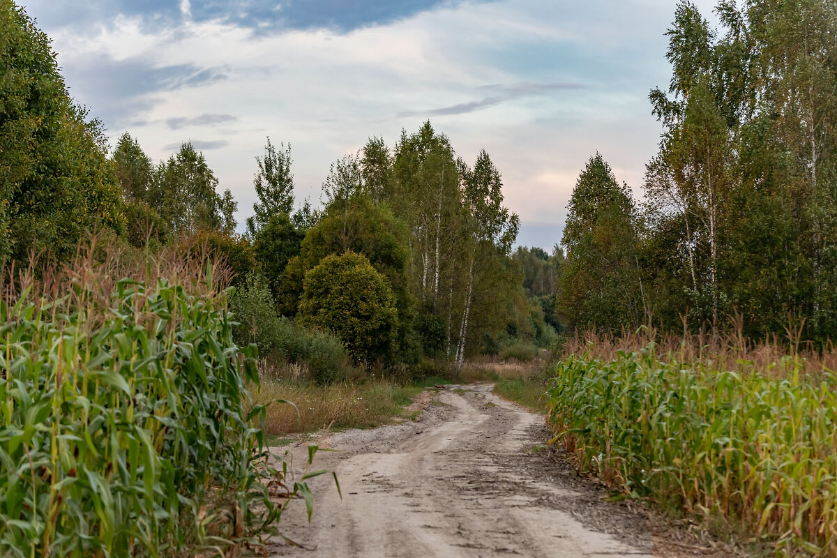 В лес через кукурузу - Александр 
