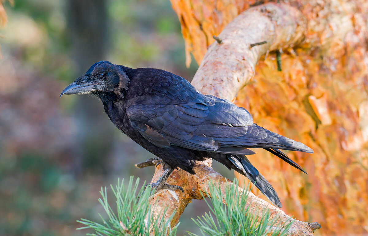 Заметили.... - Sergey (Apg)