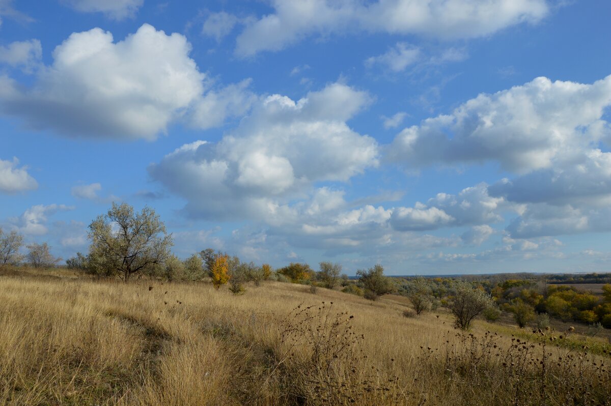 Осенняя степь.... - Надежда Куркина 
