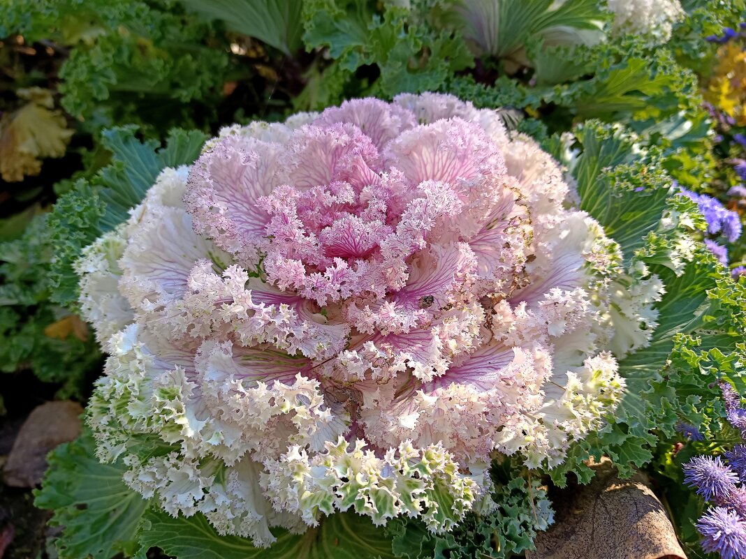 Нежное кружево... - Мария Васильева