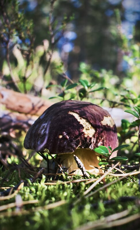 Крепыш) - VADIM *****