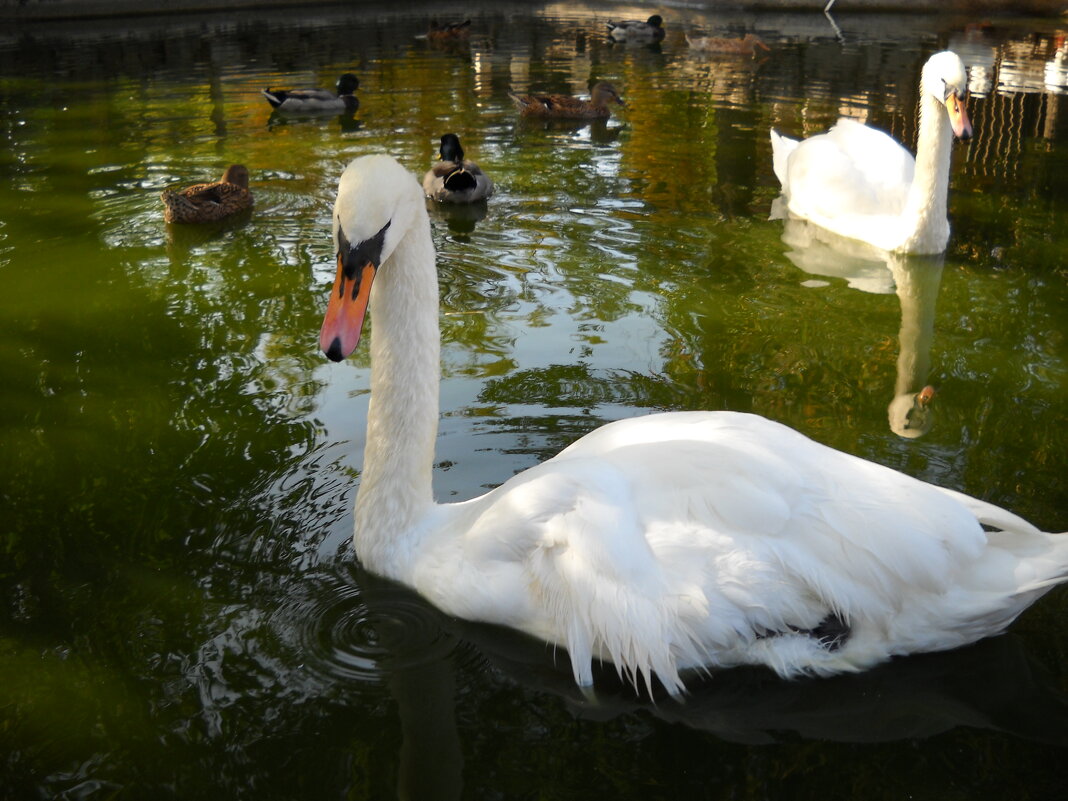 Лебеди в Пруду - Victoria 