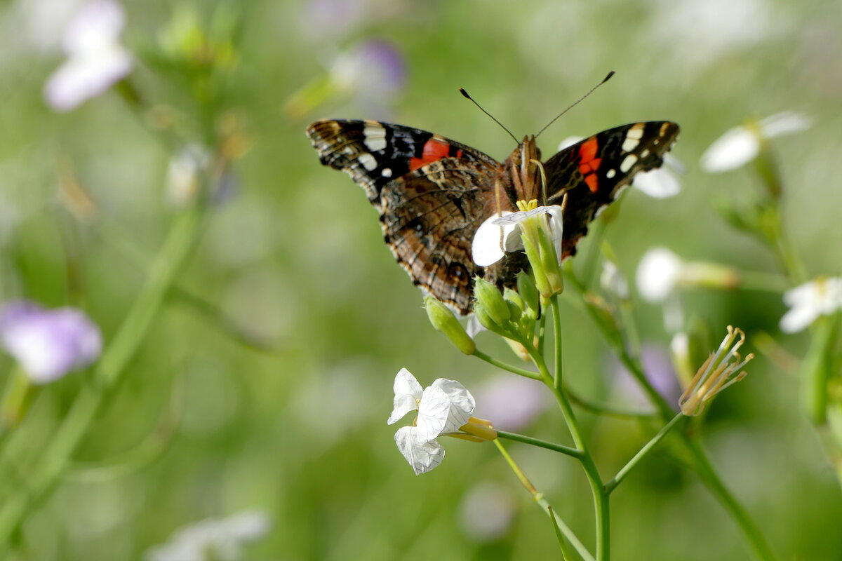 опять про бабочек 18 - Александр Прокудин