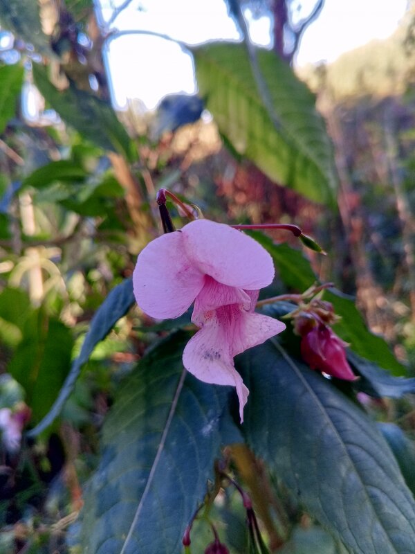 Недотрога - Сапсан 