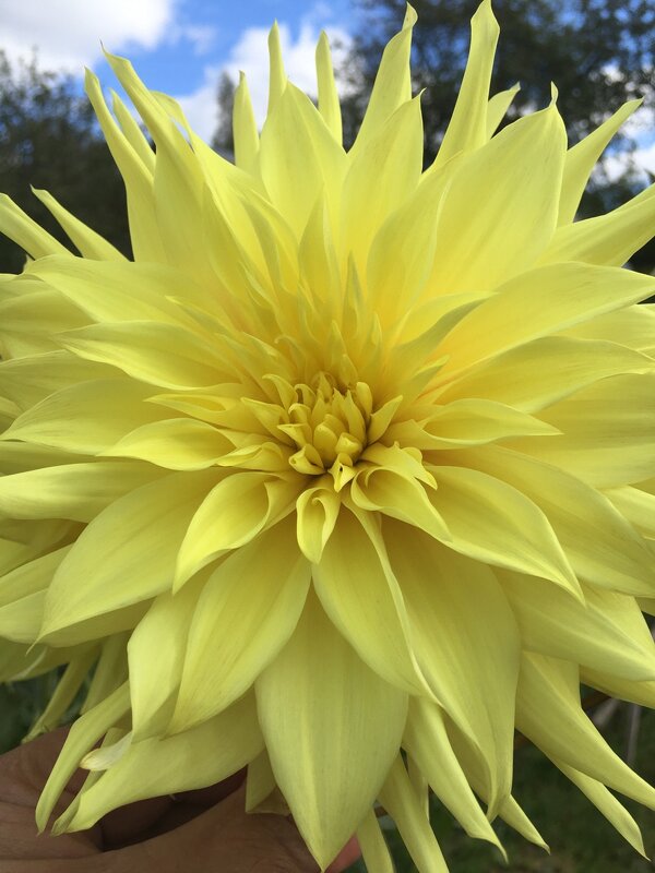 Цветы запоздалые... - Владимир Павлов