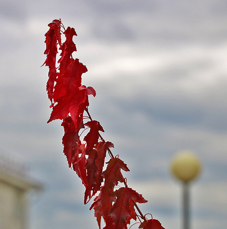 *** - Светлана 