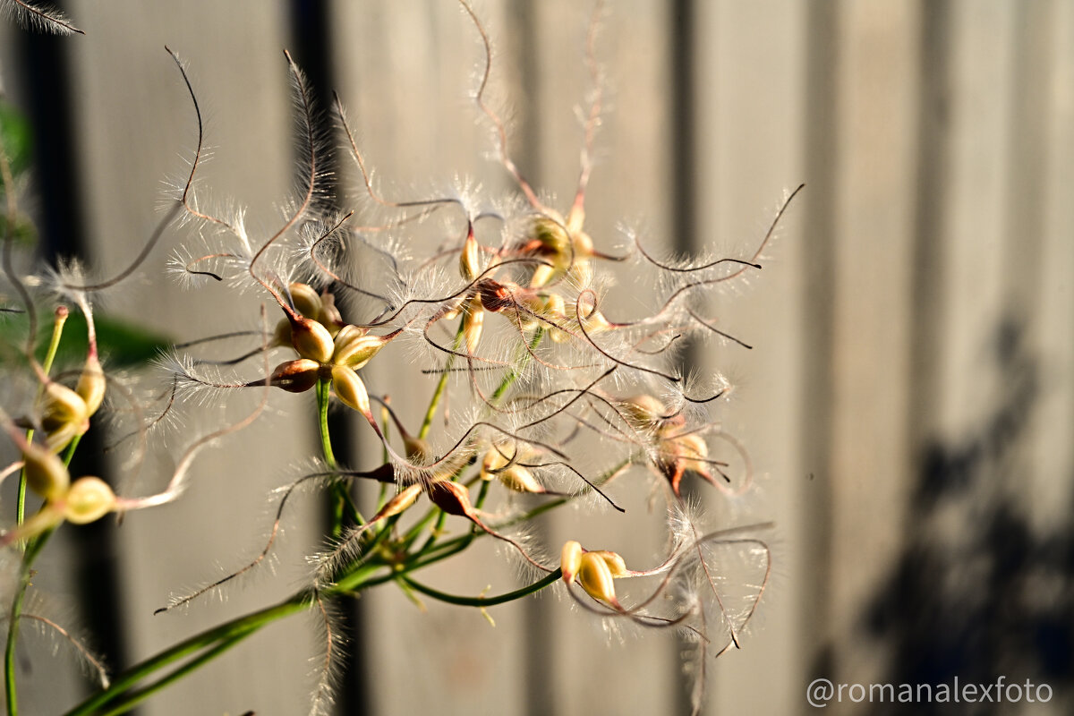 Клематис - Роман Алексеев