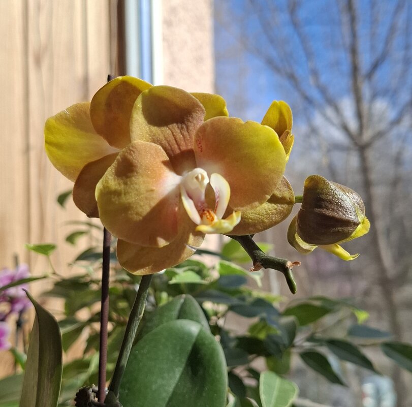 Моя коллекция орхидей - Irene Irene